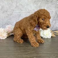 AKC- Lucy, a female Poodle - Standard  for sale in Cape Coral, FL – Photo 3 of 4