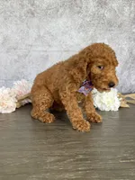 Lucy, a female Poodle - Standard  for sale in Cape Coral, FL – Photo 3 of 4