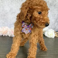 AKC- Lucy, a female Poodle - Standard  for sale in Cape Coral, FL – Photo 1 of 4