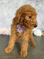 Lucy, a female Poodle - Standard  for sale in Cape Coral, FL – Photo 1 of 4