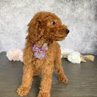 AKC- Lucy, a female Poodle - Standard  for sale in Cape Coral, FL – Photo 4 of 4