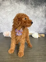 Lucy, a female Poodle - Standard  for sale in Cape Coral, FL – Photo 4 of 4