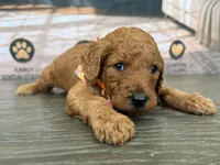 AKC- Charlie, a male Poodle - Standard  for sale in Cape Coral, FL – 2 of 5