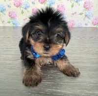 Tito, a male Yorkshire Terrier for sale in Cape Coral, FL – 2 of 4
