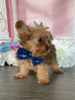Tiny-West 1 Lbs, a male Yorkshire Terrier for sale in Cape Coral, FL – 4 of 6