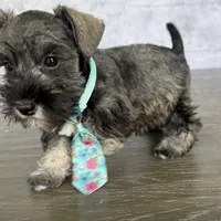 CKC Rolo, a male Miniature Schnauzer for sale in Cape Coral, FL – Photo 3 of 4