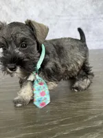 Rolo, a male Miniature Schnauzer for sale in Cape Coral, FL – Photo 3 of 4