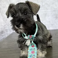 CKC Rolo, a male Miniature Schnauzer for sale in Cape Coral, FL – Photo 1 of 4