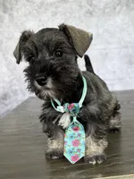 Rolo, a male Miniature Schnauzer for sale in Cape Coral, FL – Photo 1 of 4