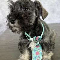 CKC Rolo, a male Miniature Schnauzer for sale in Cape Coral, FL – Photo 2 of 4