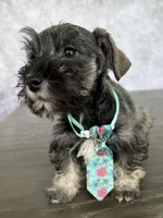 Rolo, a male Miniature Schnauzer for sale in Cape Coral, FL – Photo 2 of 4