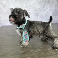 CKC Rolo, a male Miniature Schnauzer for sale in Cape Coral, FL – Photo 4 of 4