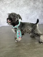 Rolo, a male Miniature Schnauzer for sale in Cape Coral, FL – Photo 4 of 4