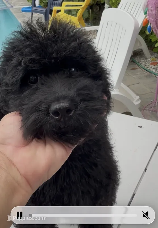 AKC Sophie – Poodle - Standard  puppy for sale in Cape Coral, FL