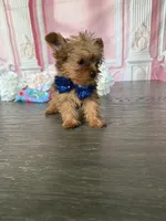 Tiny-West 1 Lbs, a male Yorkshire Terrier for sale in Cape Coral, FL – 3 of 6