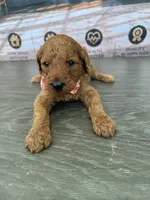 AKC- Charlie, a male Poodle - Standard  for sale in Cape Coral, FL – 4 of 5