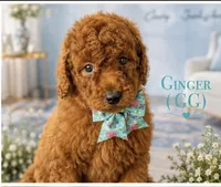 AKC-Milly, a female Poodle - Standard  for sale in Cape Coral, FL – 3 of 4