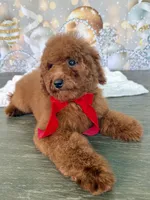 Ruby, a female Poodle - Miniature  for sale in Cape Coral, FL – Photo 2 of 3