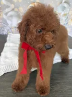 Ruby, a female Poodle - Miniature  for sale in Cape Coral, FL – Photo 3 of 3