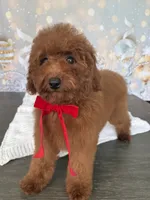 Ruby, a female Poodle - Miniature  for sale in Cape Coral, FL – Photo 1 of 3