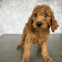 Luck, a male Poodle - Standard  for sale in Cape Coral, FL – Photo 4 of 5