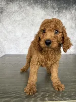 Luck, a male Poodle - Standard  for sale in Cape Coral, FL – Photo 4 of 5