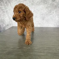 Luck, a male Poodle - Standard  for sale in Cape Coral, FL – Photo 5 of 5