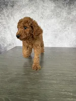 Luck, a male Poodle - Standard  for sale in Cape Coral, FL – Photo 5 of 5