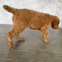 Luck, a male Poodle - Standard  for sale in Cape Coral, FL – Photo 2 of 5