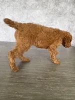 Luck, a male Poodle - Standard  for sale in Cape Coral, FL – Photo 2 of 5