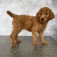 Luck, a male Poodle - Standard  for sale in Cape Coral, FL – Photo 1 of 5