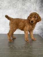 Luck, a male Poodle - Standard  for sale in Cape Coral, FL – Photo 1 of 5