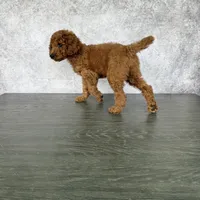 Luck, a male Poodle - Standard  for sale in Cape Coral, FL – Photo 3 of 5