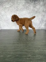 Luck, a male Poodle - Standard  for sale in Cape Coral, FL – Photo 3 of 5