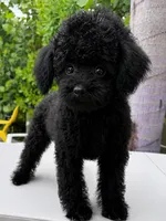 AKC Sophie, a female Poodle - Standard  for sale in Cape Coral, FL – 5 of 5