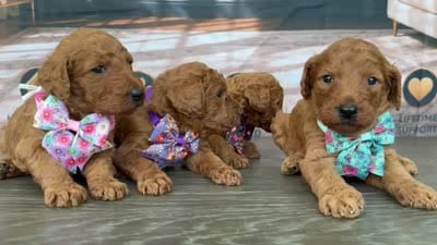 AKC-Milly, a female Poodle - Standard  for sale in Cape Coral, FL – 6 of 6