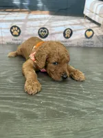 AKC- Charlie, a male Poodle - Standard  for sale in Cape Coral, FL – 3 of 5