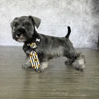 CKC Mickey, a male Miniature Schnauzer for sale in Cape Coral, FL – Photo 4 of 4