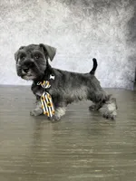Mickey, a male Miniature Schnauzer for sale in Cape Coral, FL – Photo 4 of 4