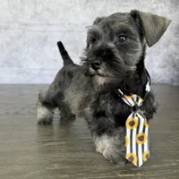 CKC Mickey, a male Miniature Schnauzer for sale in Cape Coral, FL – Photo 1 of 4