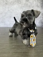 Mickey, a male Miniature Schnauzer for sale in Cape Coral, FL – Photo 1 of 4