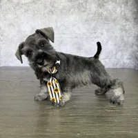 CKC Mickey, a male Miniature Schnauzer for sale in Cape Coral, FL – Photo 3 of 4