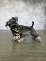 Mickey, a male Miniature Schnauzer for sale in Cape Coral, FL – Photo 3 of 4
