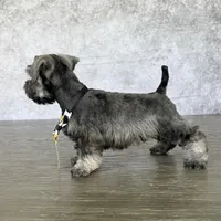 CKC Mickey, a male Miniature Schnauzer for sale in Cape Coral, FL – Photo 2 of 4