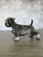 Mickey, a male Miniature Schnauzer for sale in Cape Coral, FL – Photo 2 of 4