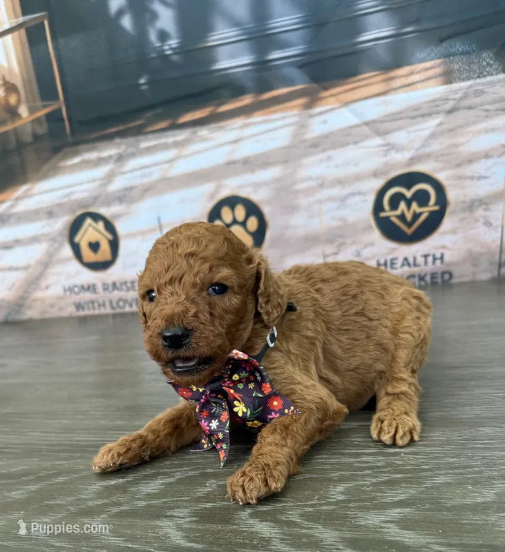 AKC-Milly – Poodle - Standard  puppy for sale in Cape Coral, FL
