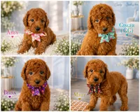 AKC-Milly, a female Poodle - Standard  for sale in Cape Coral, FL – 4 of 4