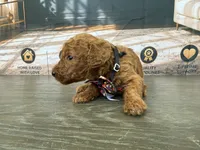 AKC-Milly, a female Poodle - Standard  for sale in Cape Coral, FL – 3 of 6