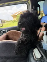 AKC Sophie, a female Poodle - Standard  for sale in Cape Coral, FL – 3 of 4