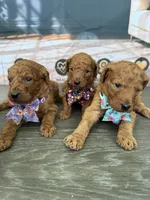 AKC-Milly, a female Poodle - Standard  for sale in Cape Coral, FL – 4 of 6